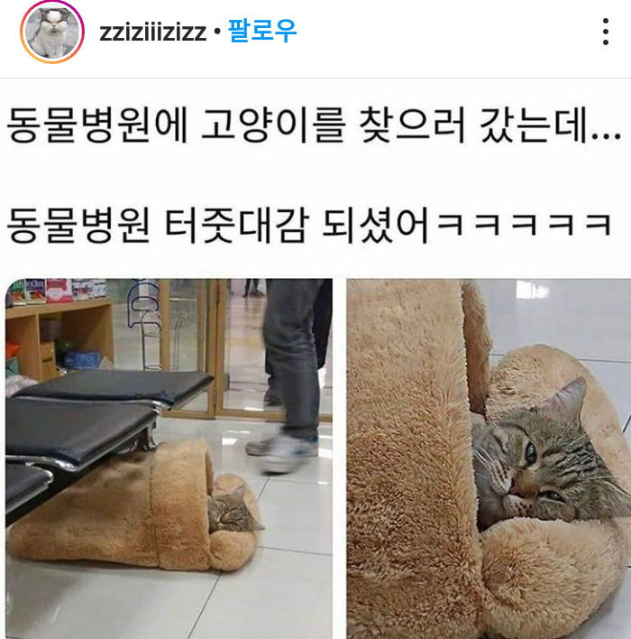 병원에 고양이 데리러 감 | 인스티즈