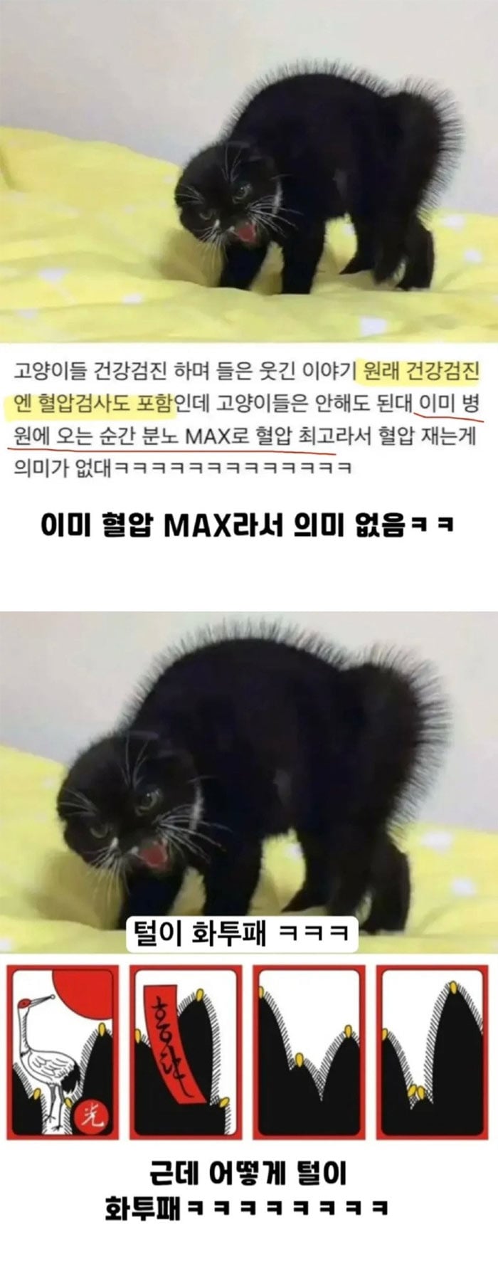 혈압 재는게 의미 없는 동물 | 인스티즈