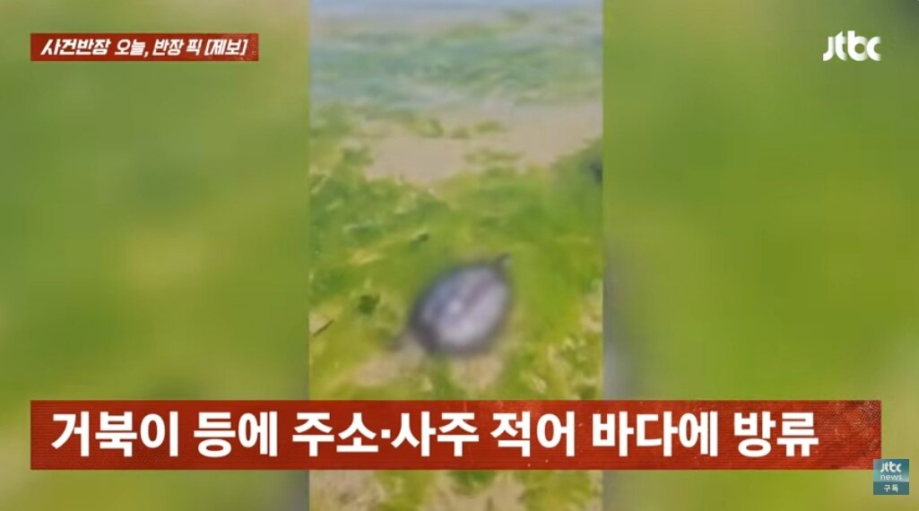 "건강·직장 운 비나이다"…산 거북이 등에 주소 적어 방생, 학대 혐의 체포 | 인스티즈