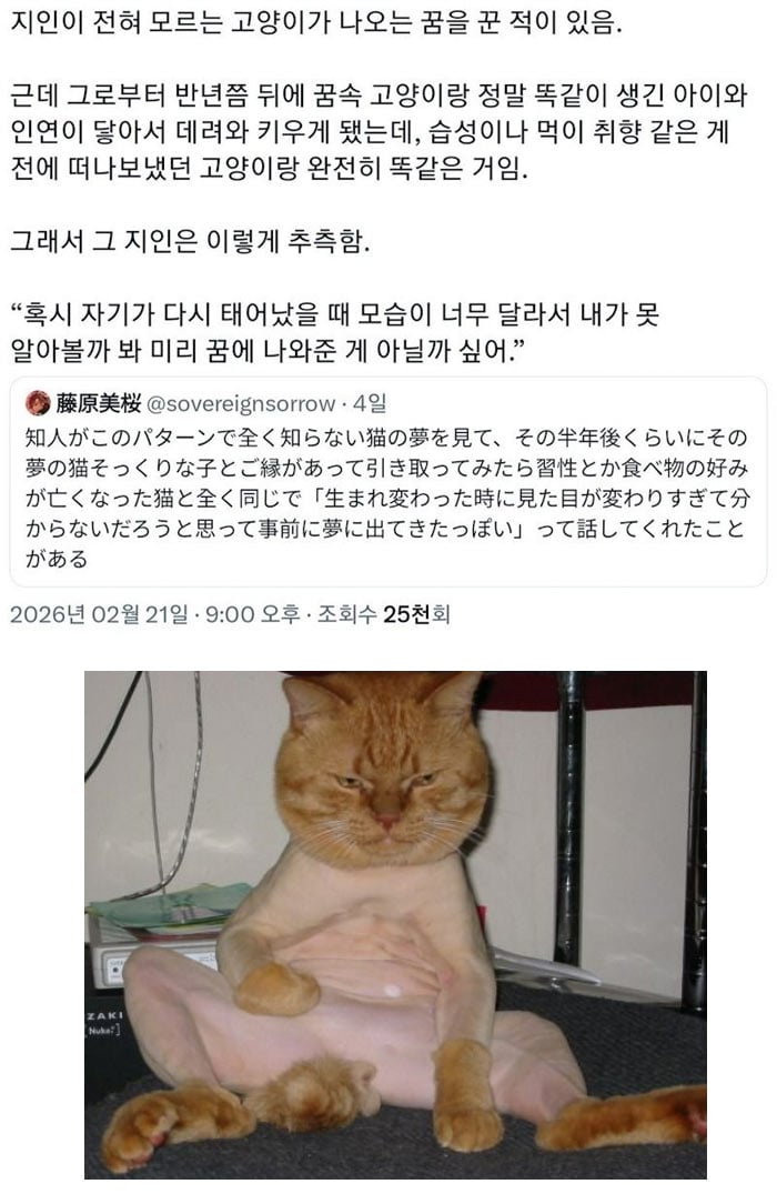 꿈에 모르는 고양이가 나옴 | 인스티즈