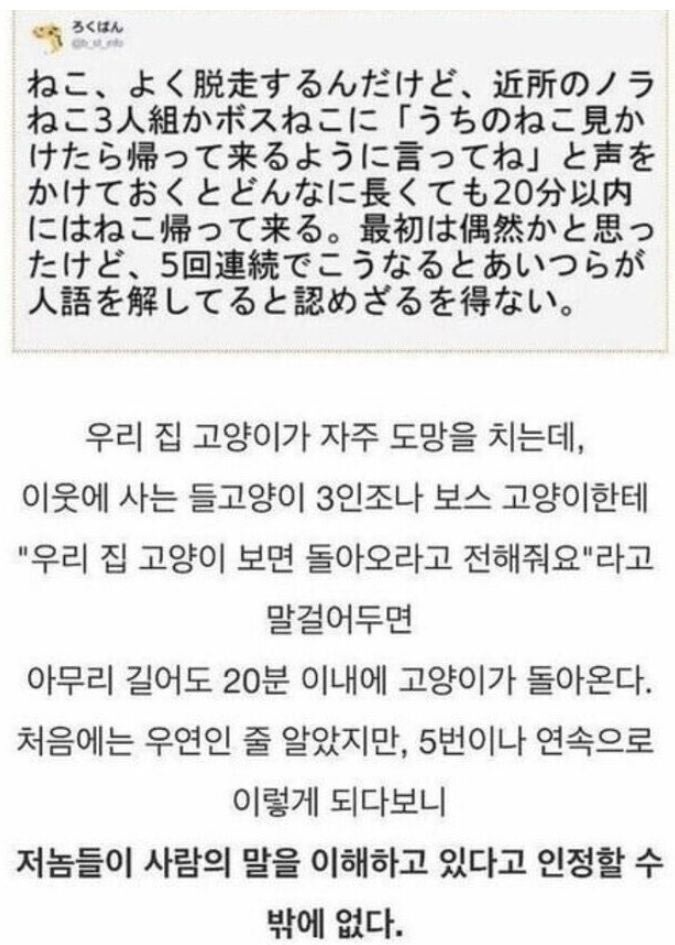 사람 말을 알아듣는 고양이 | 인스티즈