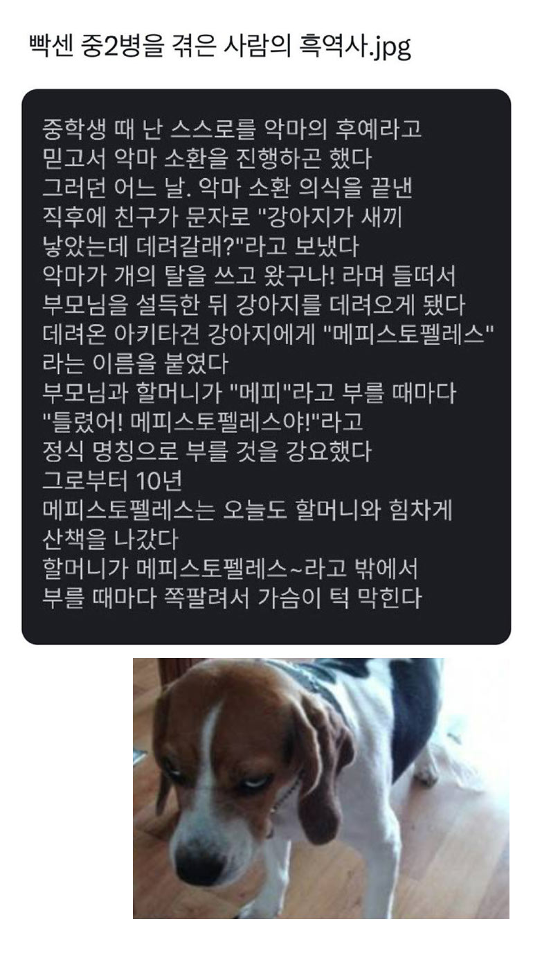 악마의 후예 강아지 이름 | 인스티즈