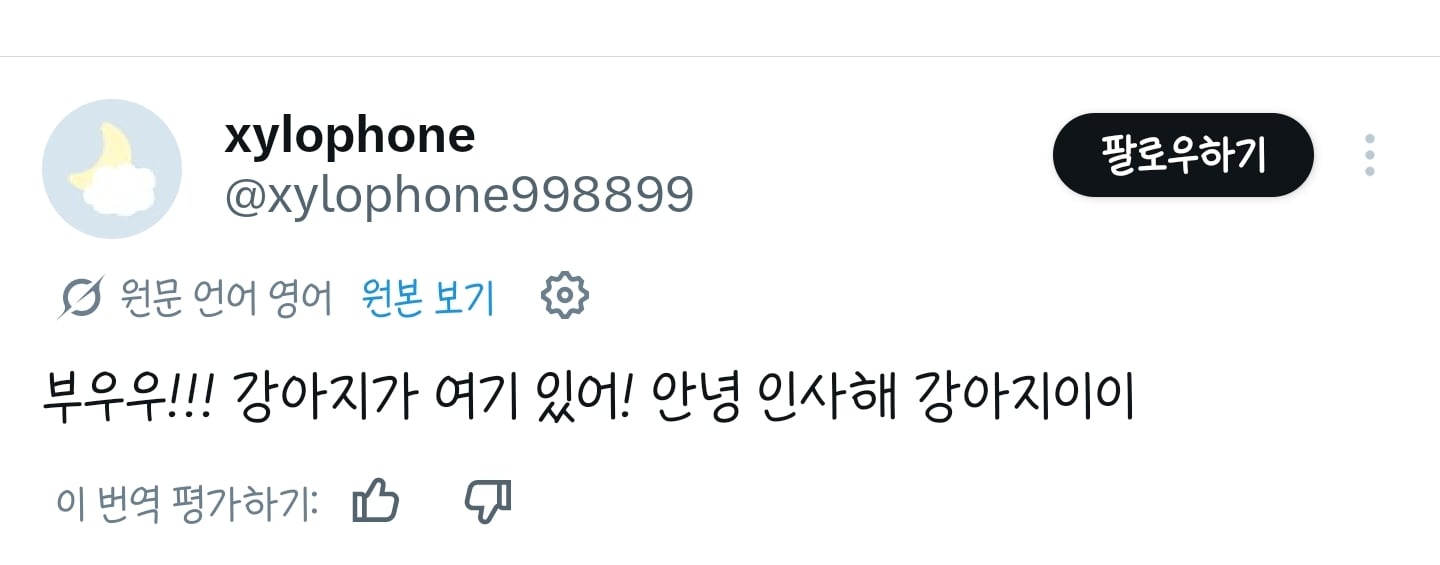 강아지가 여기 있어! 안녕 인사해 강아지이이 | 인스티즈