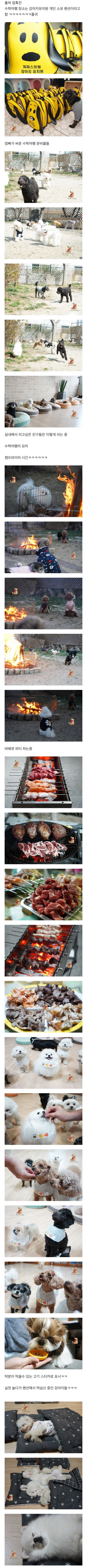 강아지 유치원 수학여행 | 인스티즈