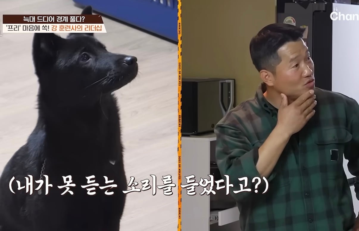 리더다운 모습 보고 강형욱에게 눈을 못떼는 개 | 인스티즈
