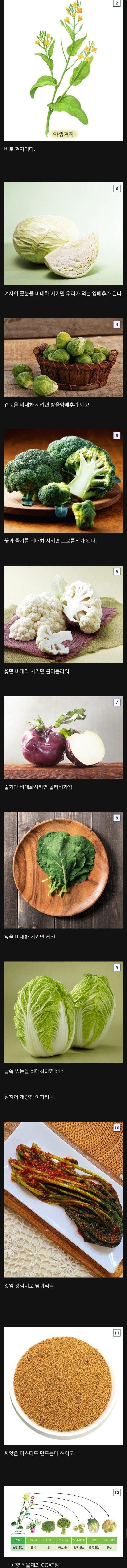 식물계 이브이 | 인스티즈