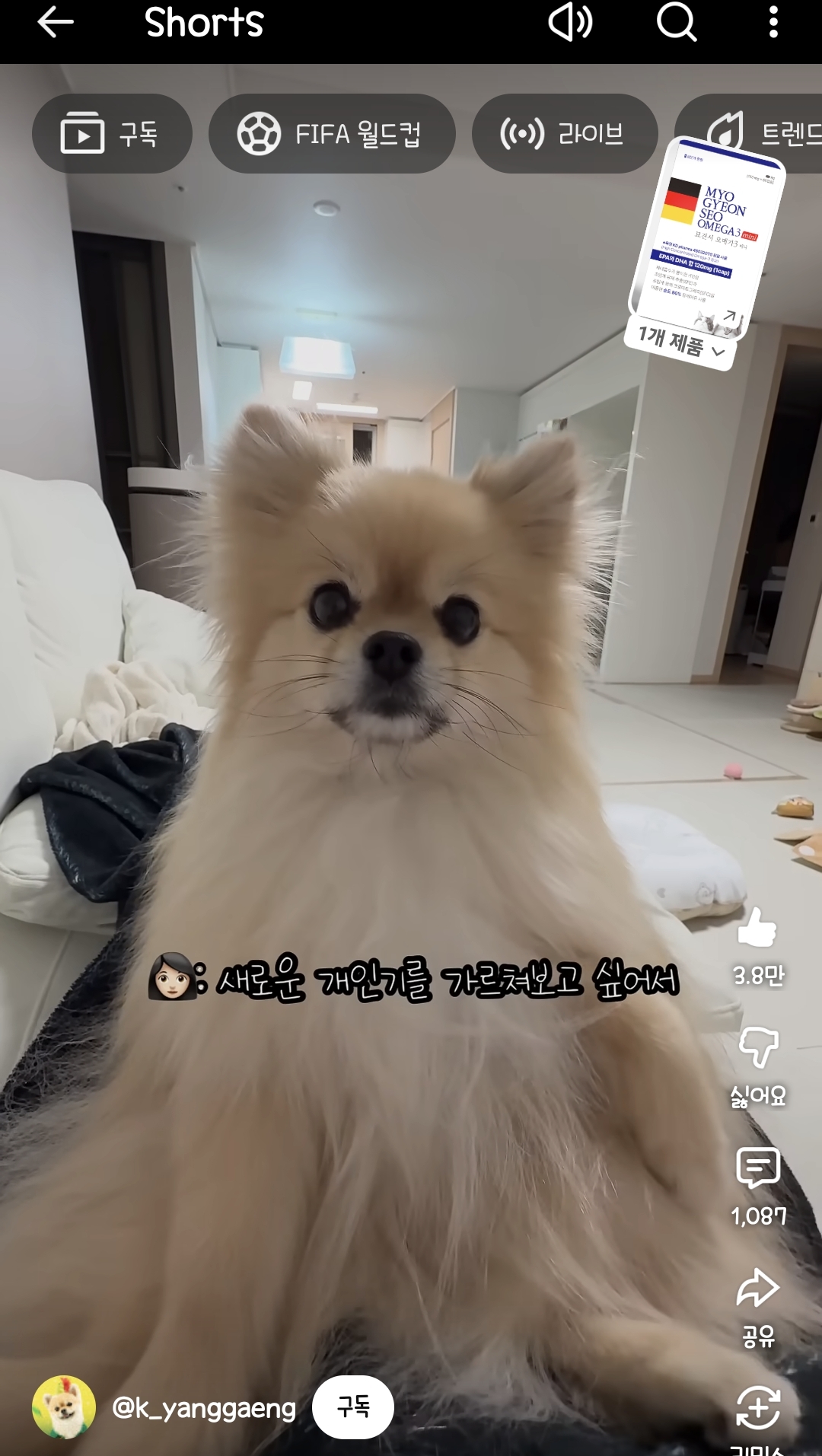 얼마나 고마운지 감도 안오는 강아지 | 인스티즈