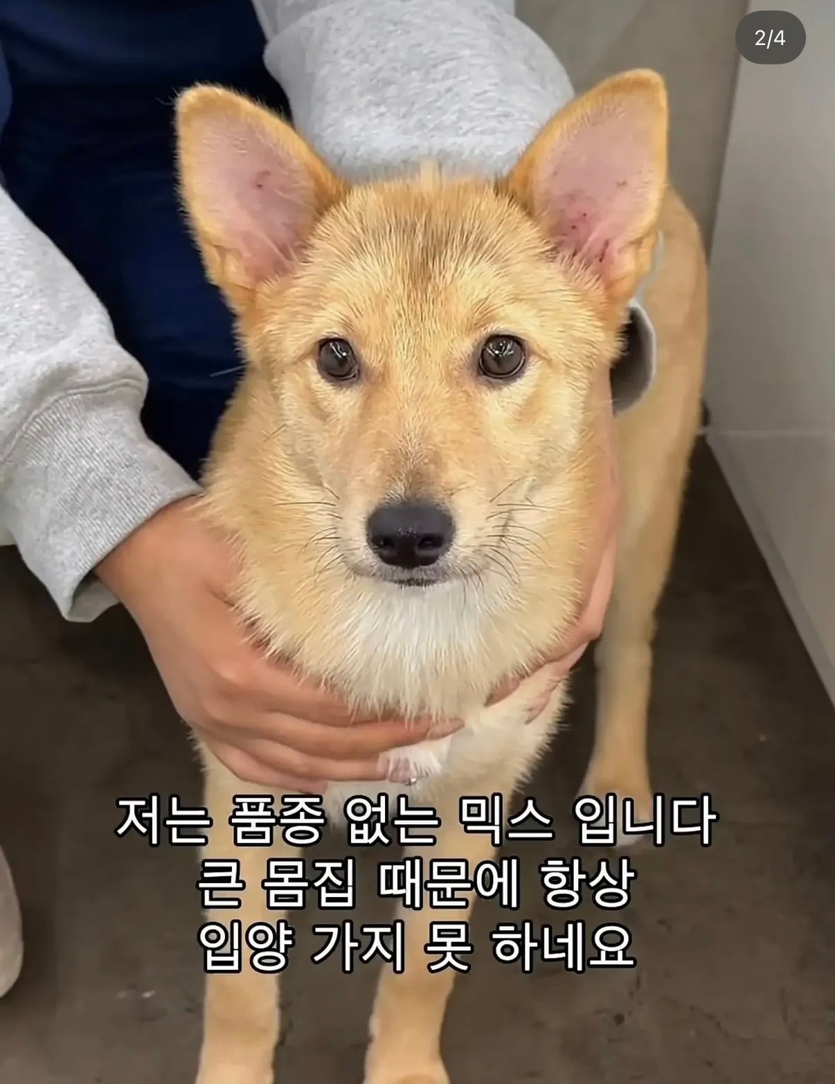 큰 진도믹스 있으면 보호소 맞지? | 인스티즈