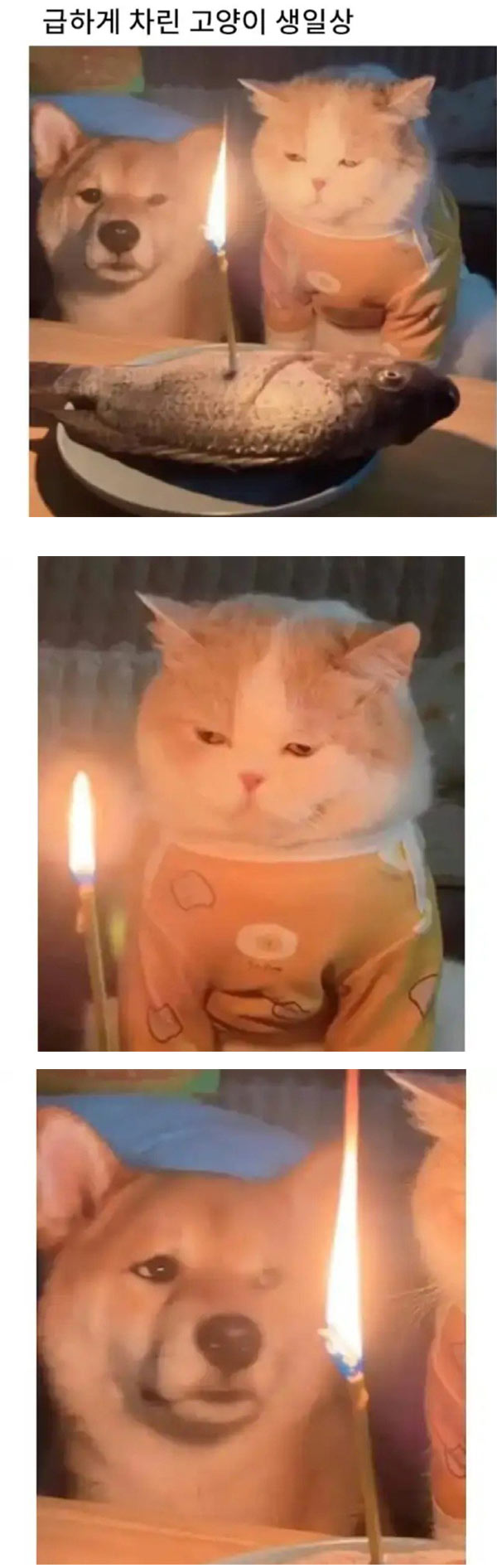 급하게 차린 고양이 생일상 | 인스티즈