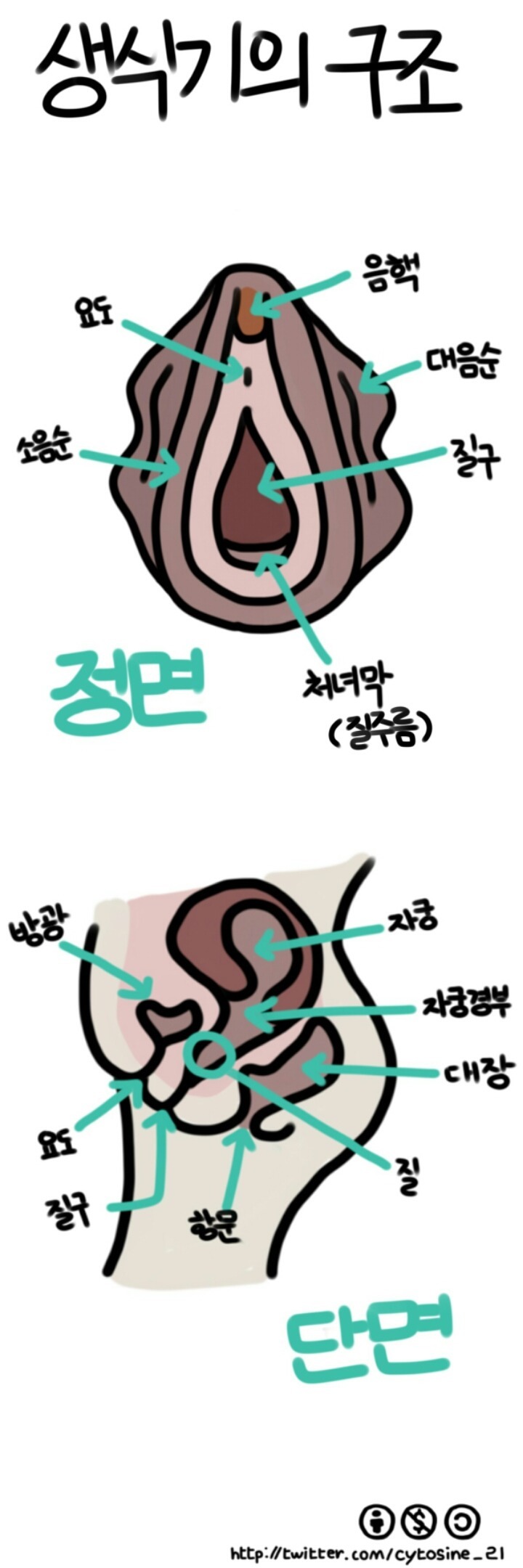 생식기의 구조/패드형 생리대/삽입형 생리대/생리컵 사용법 모음 | 인스티즈