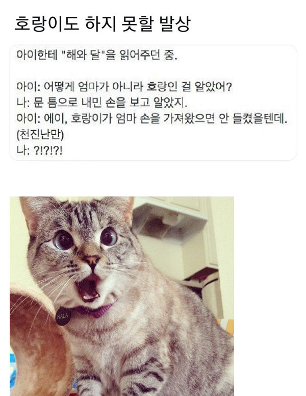 호랑이도 하지 못할 발상 | 인스티즈