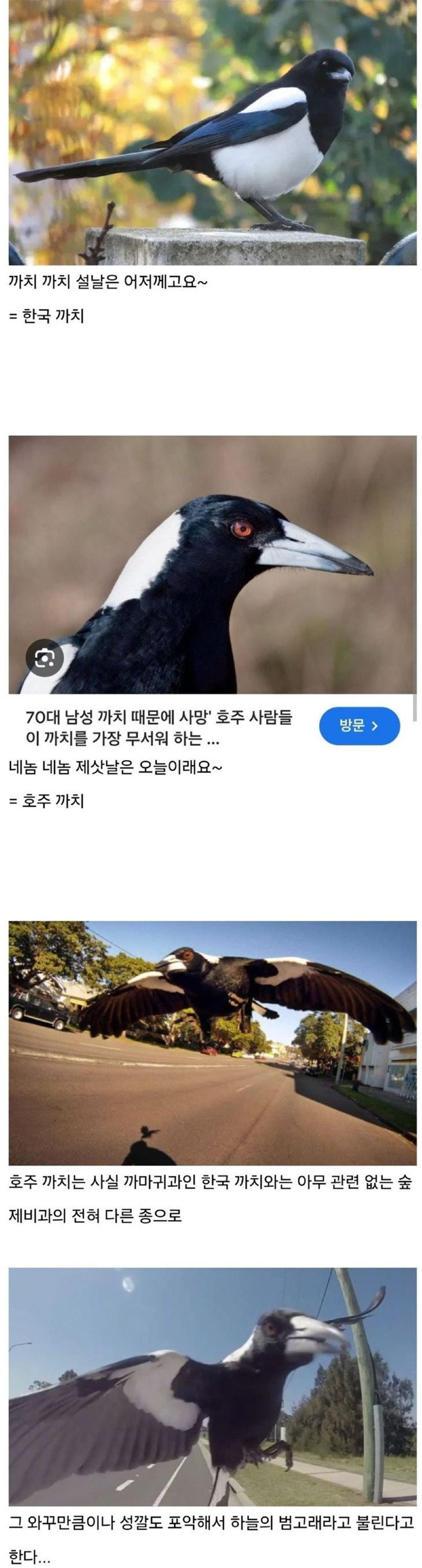 하늘의 범고래 | 인스티즈