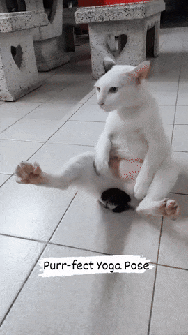 요가냥 | 인스티즈