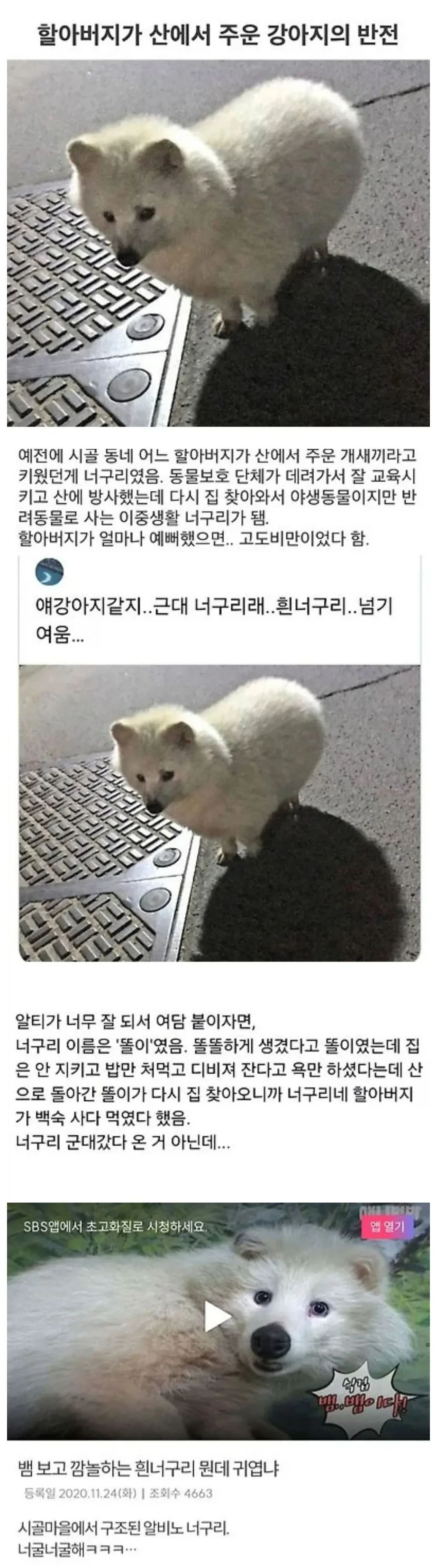너구리로 태어난 걸 후회했을 너구리 | 인스티즈