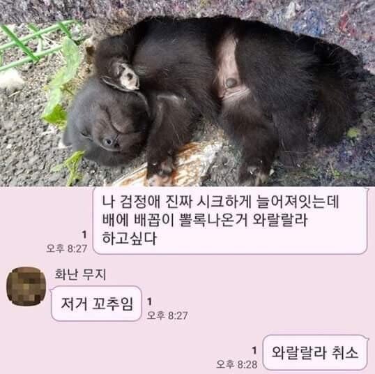 귀여운 강아지 배꼽 | 인스티즈