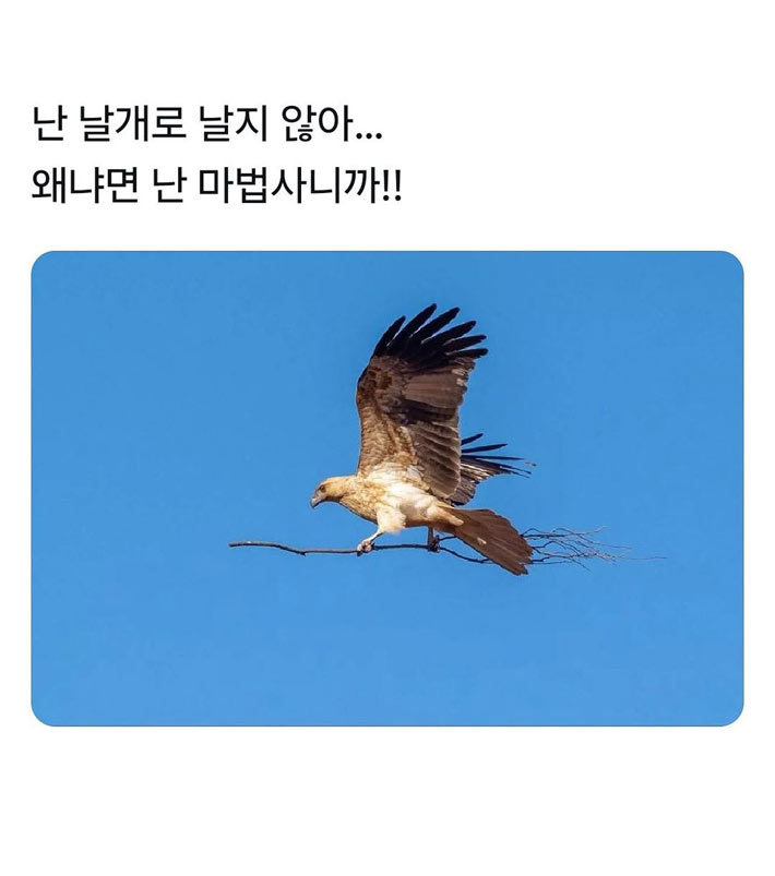 하늘을 나는 마법새 | 인스티즈