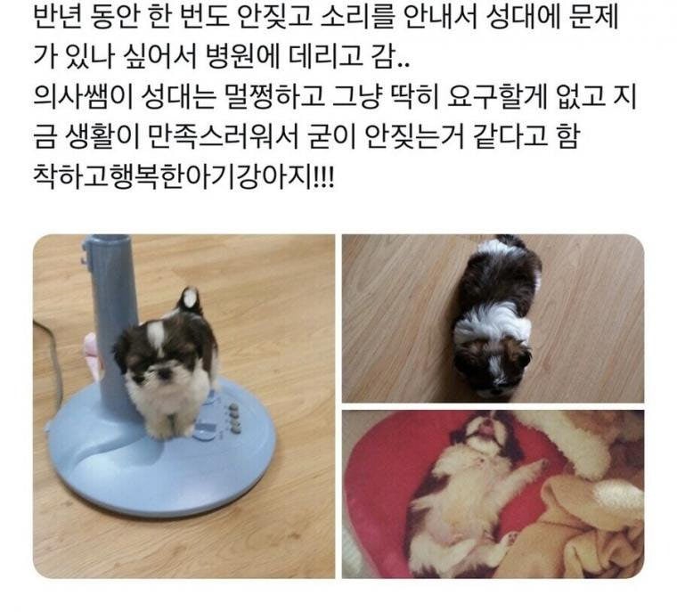 강아지가 안 짖어요 | 인스티즈