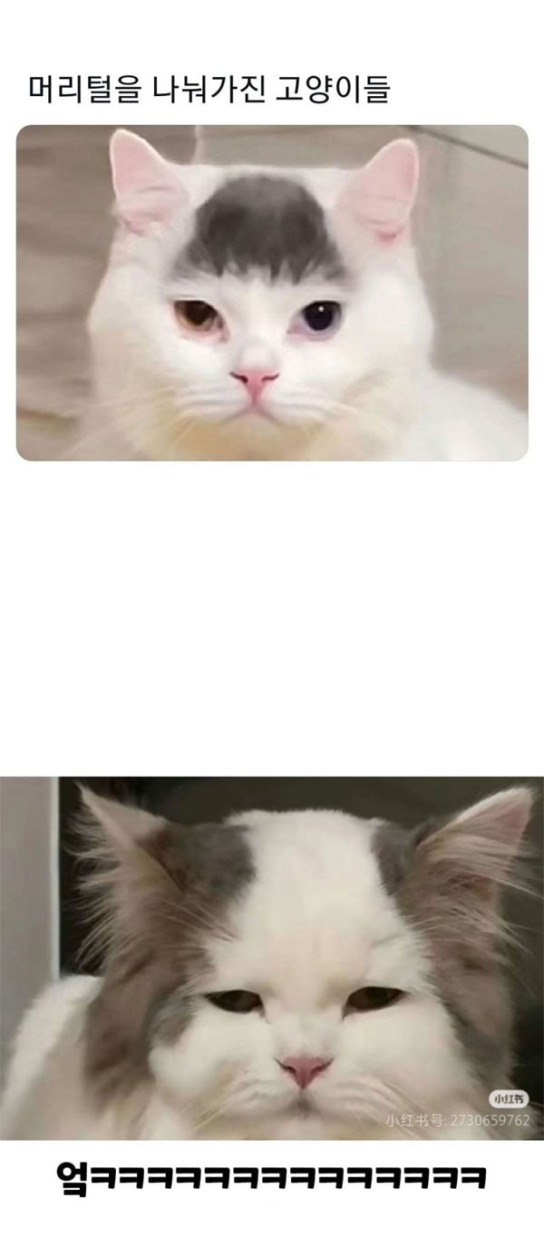 머리털을 나눠 가짐 | 인스티즈