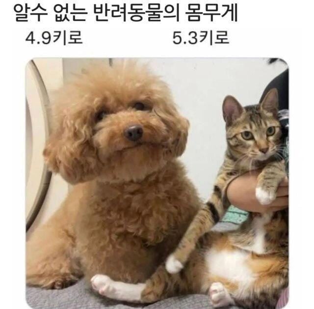어리둥절 몸무게 | 인스티즈