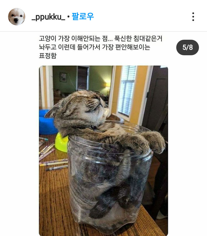 이해 안되는 고양이 | 인스티즈