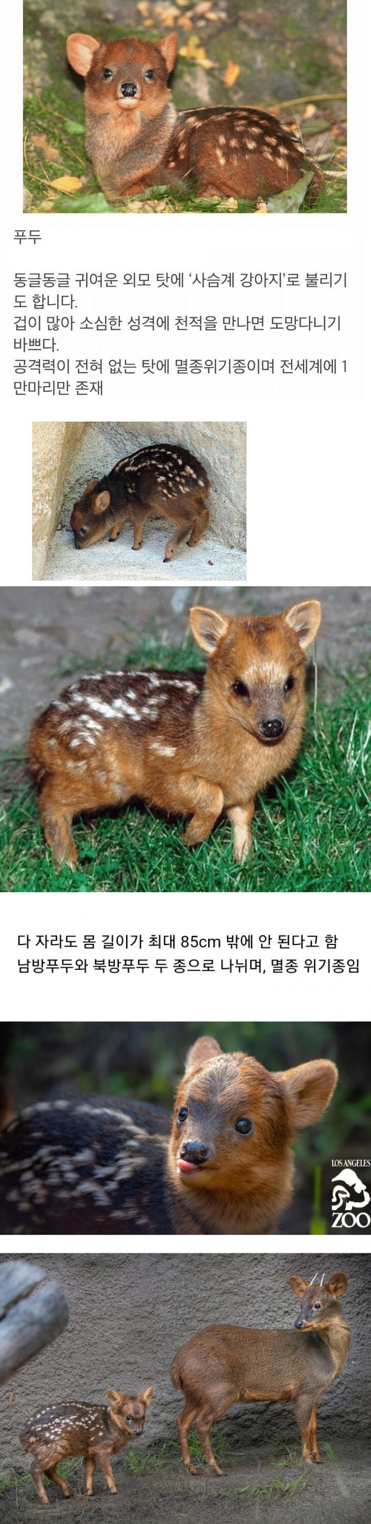 사슴계 강아지 | 인스티즈