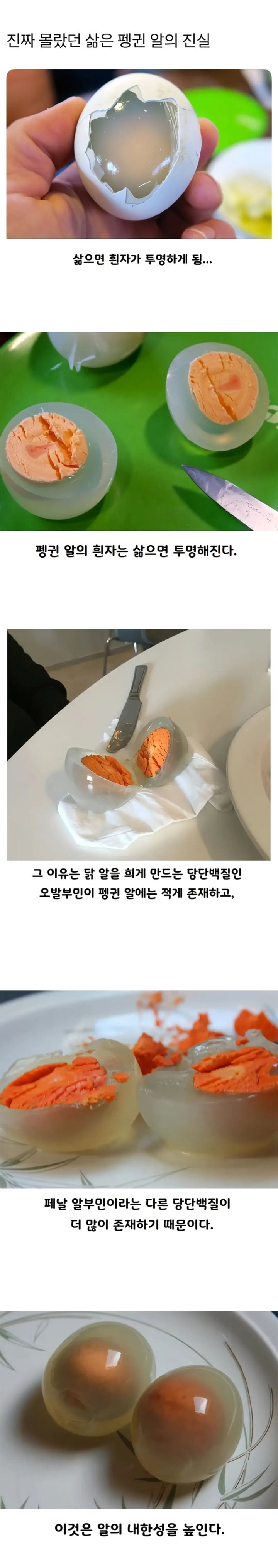 삶은 펭귄 알 | 인스티즈