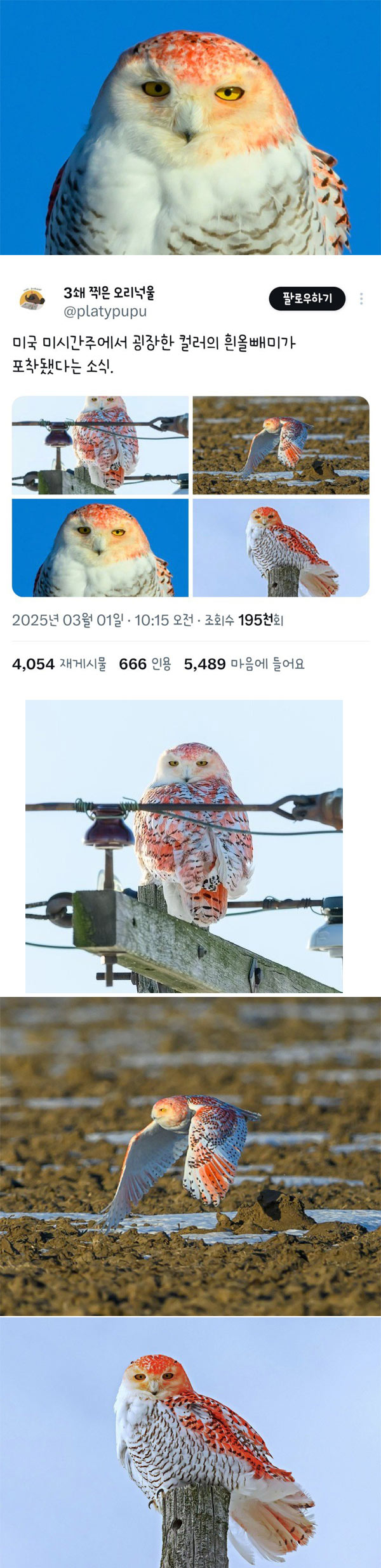 굉장한 컬러의 미국 흰올빼미 | 인스티즈
