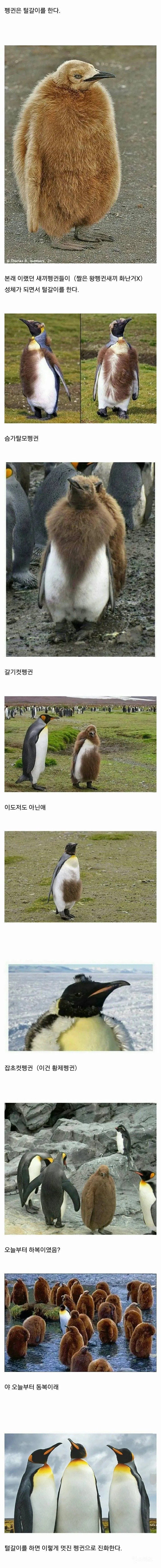 펭귄의 털갈이 | 인스티즈