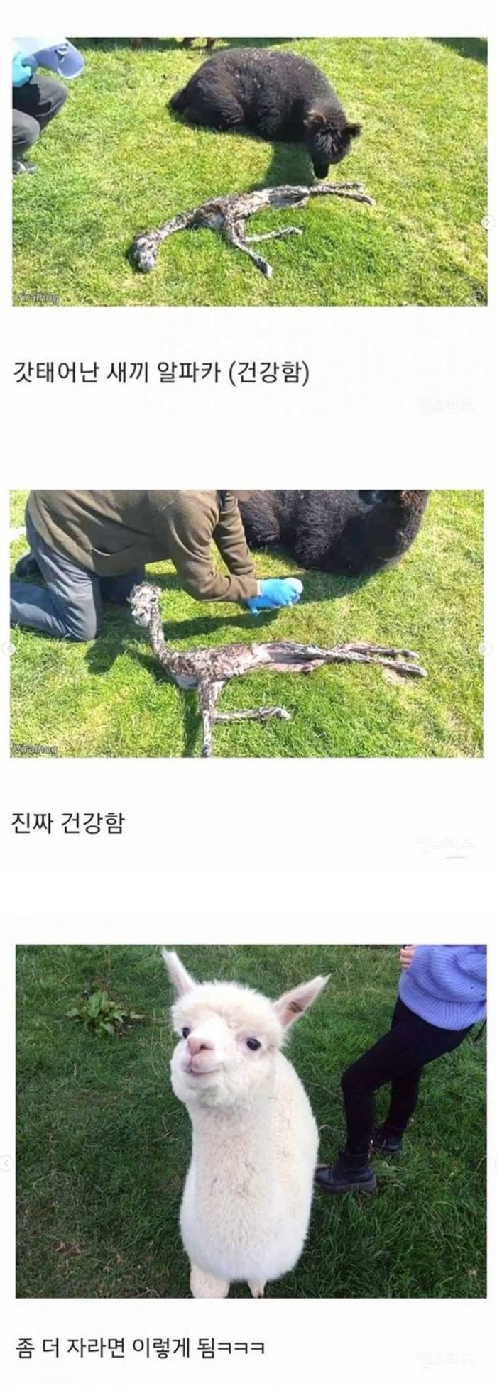 갓 태어난 알파카 | 인스티즈