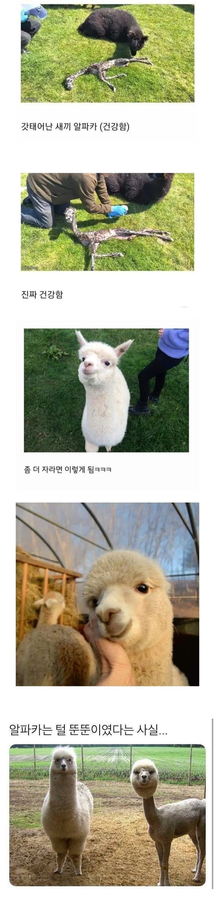 털 뚠뚠이 동물 | 인스티즈