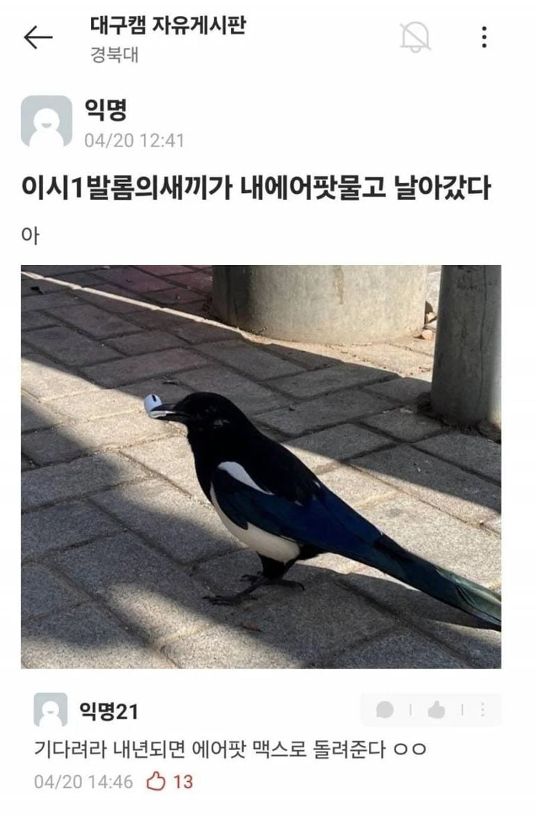 에어팟 물고 날아갔다 | 인스티즈