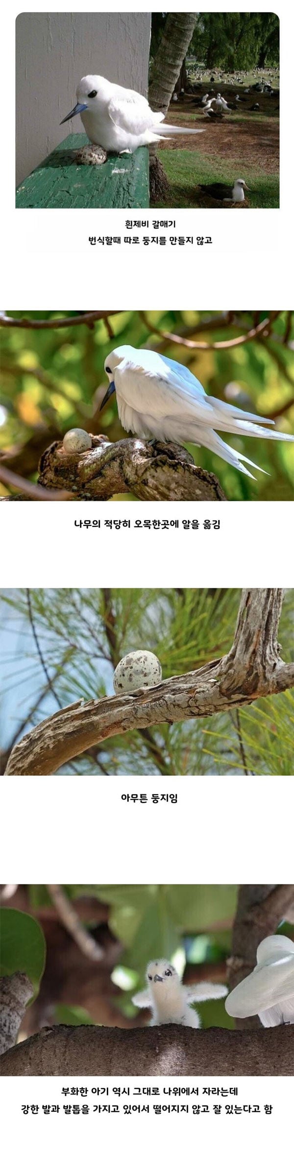둥지를 못 짓는 새 | 인스티즈