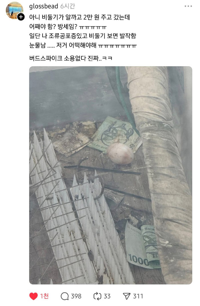 비둘기한테 받은 방세 | 인스티즈