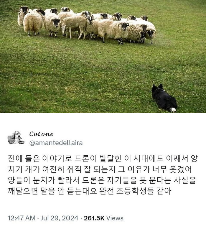 양치기 개가 계속 일을 할 수 있었던 이유 | 인스티즈