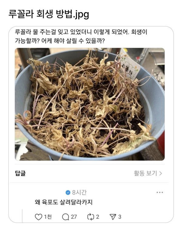 루꼴라 회생 방법 알려주세요 | 인스티즈