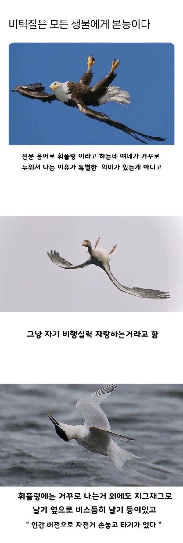 새가 거꾸로 나는 이유 | 인스티즈