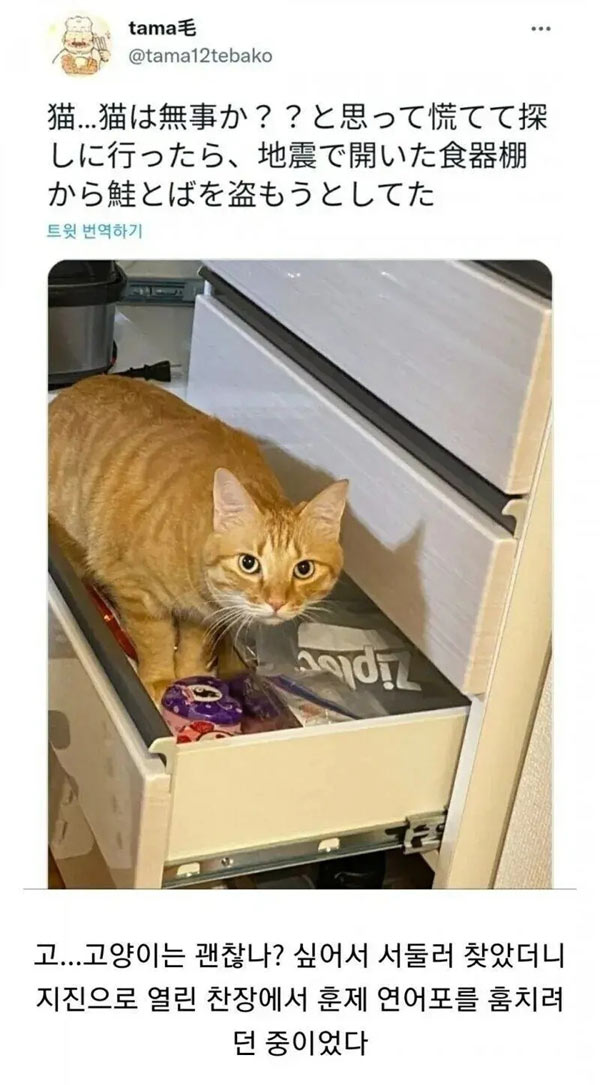 지진을 느낀 고양이 | 인스티즈