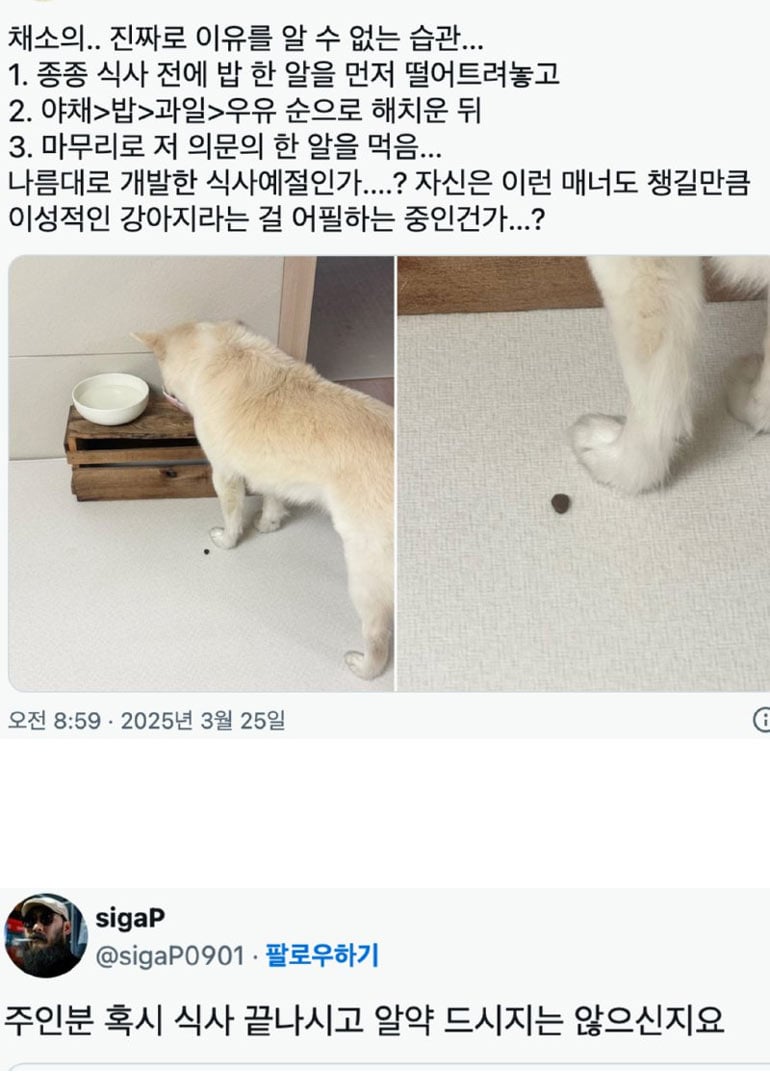 어느 강아지의 식사예절 | 인스티즈