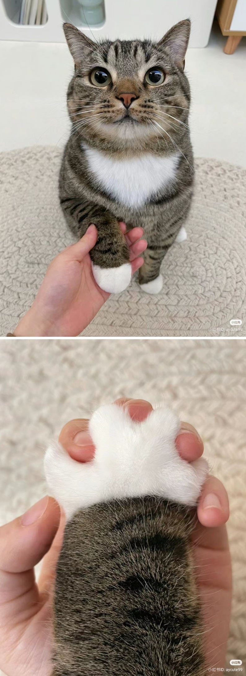 고양이랑 깍지 끼기 | 인스티즈