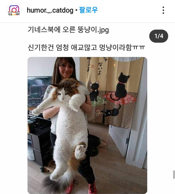 기네스북에 오른 뚱냥 | 인스티즈