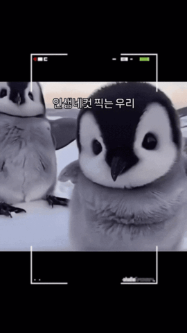 카메라가 신기한 아기펭귄 | 인스티즈