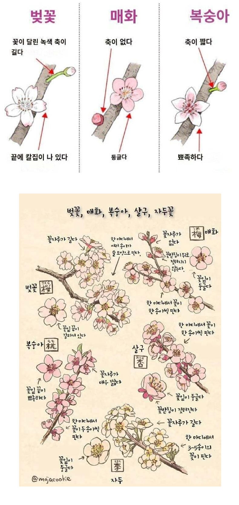 벚꽃과 매화 구분 | 인스티즈