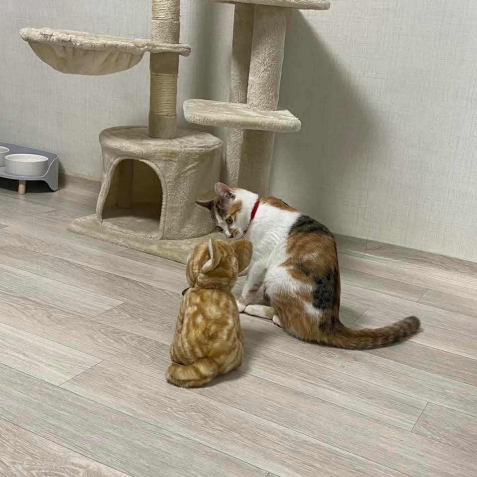 친구가 인형을 주고 갔는데 자기 친구인줄 알고 하루종일 같이 노네용ㅠㅠ | 인스티즈