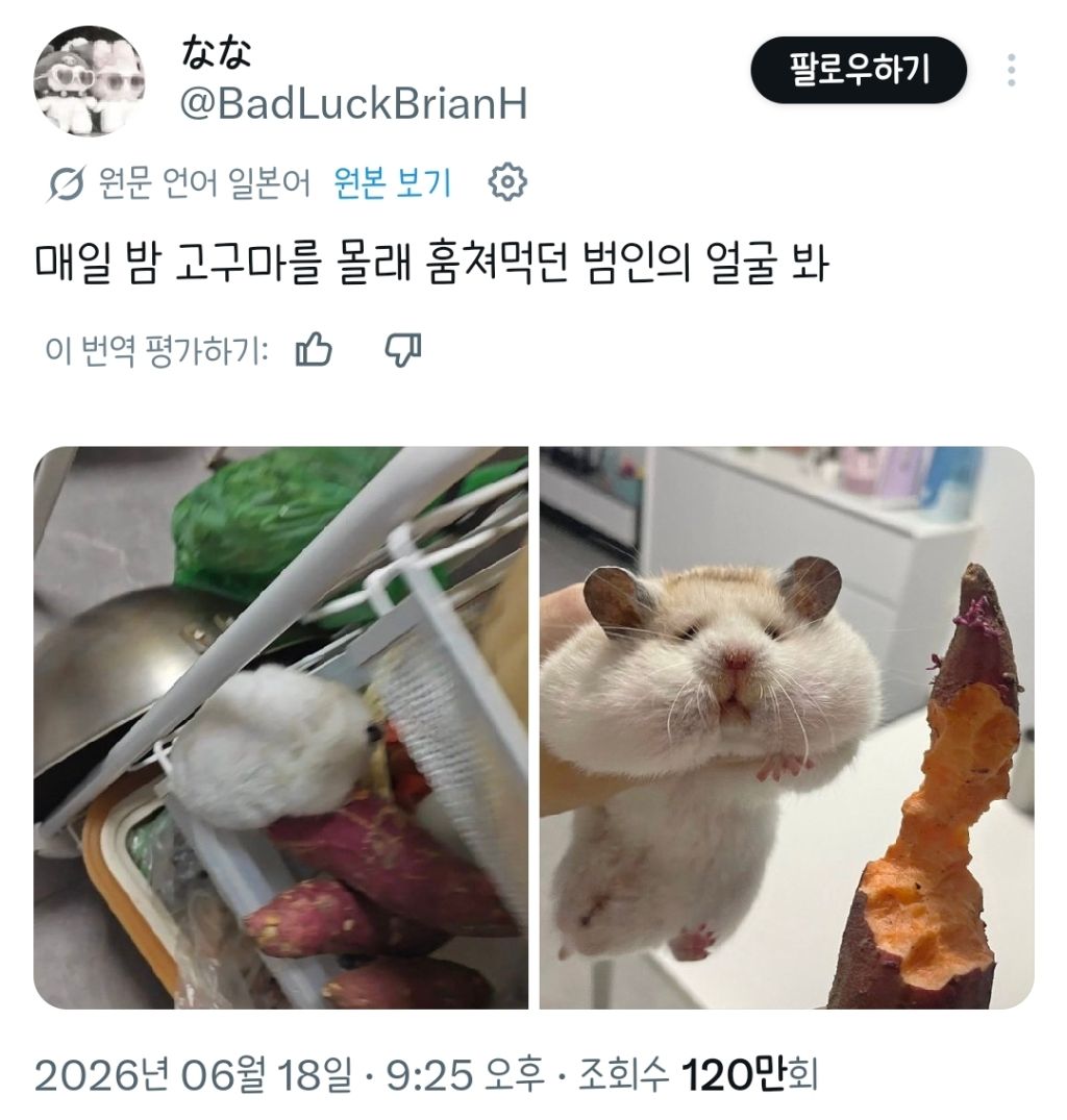 매일 밤 고구마를 몰래 훔쳐먹던 범인의 얼굴 봐.twt | 인스티즈