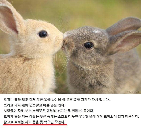 자기 똥 못 먹으면 죽음 | 인스티즈