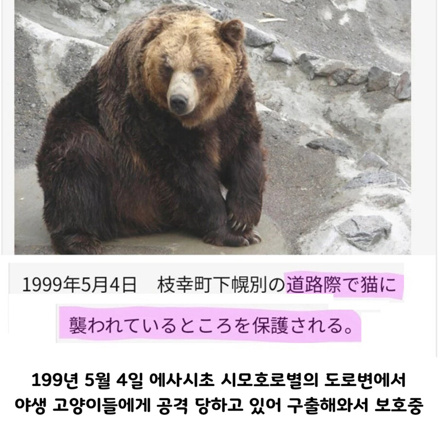 일본 곰목장의 충격적인 곰 프로필 | 인스티즈