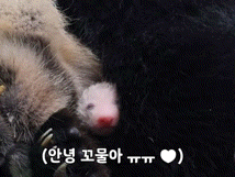 송바오 피셜 역대 아기판다들 중 가장 잘 성장하고 있다는 막냉이 넷째바오 🐼 | 인스티즈