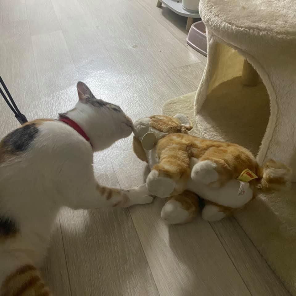 친구가 인형을 주고 갔는데 자기 친구인줄 알고 하루종일 같이 노네용ㅠㅠ | 인스티즈