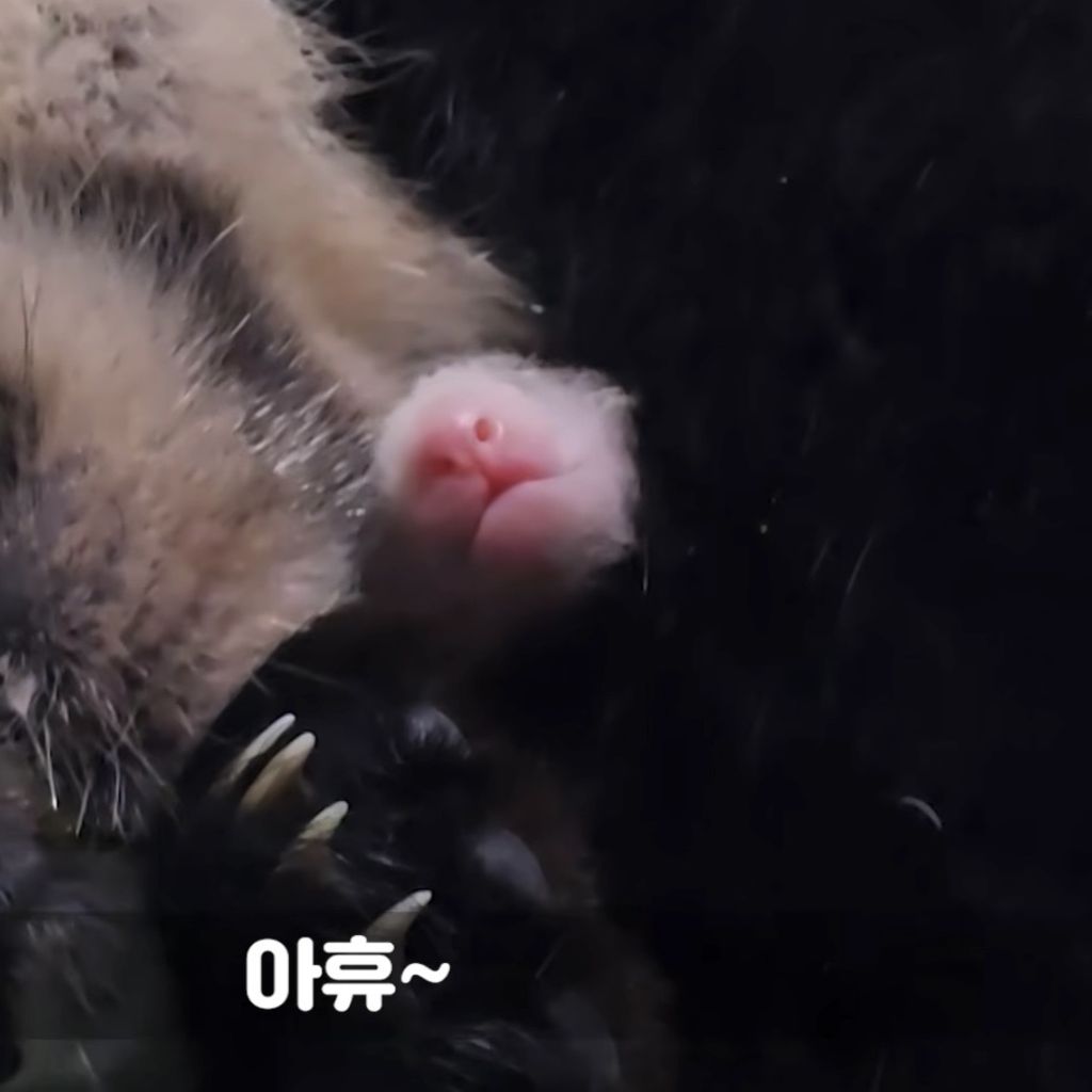 송바오 피셜 역대 아기판다들 중 가장 잘 성장하고 있다는 막냉이 넷째바오 🐼 | 인스티즈