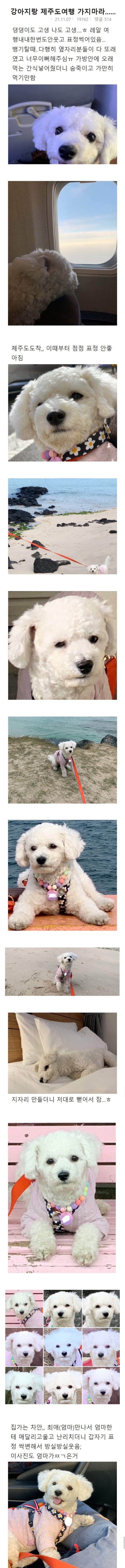 댕댕이랑 여행 가지마라 | 인스티즈